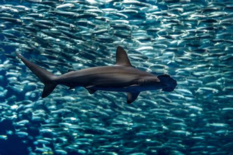 Animals | Monterey Bay Aquarium