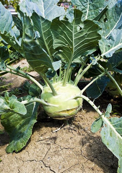 How to Plant and Grow Kohlrabi | Fall garden vegetables, Bean garden ...