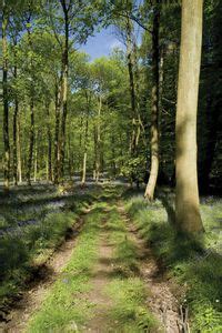 Forest of Dean | district, England, United Kingdom | Britannica