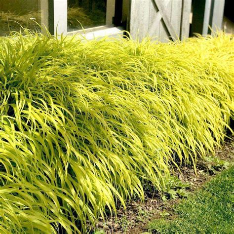 Hakonechloa macra 'All Gold' - Japanese Forest Grass | Shade grass ...