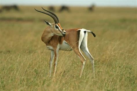 Grant’s Gazelle: Habitat, Diet & Unexpected Resourcefulness