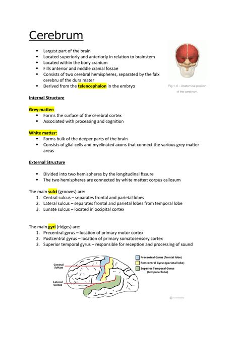 Cerebrum - Anatomy notes - Cerebrum Largest part of the brain Located ...