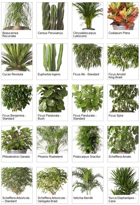 many different types of plants and their names