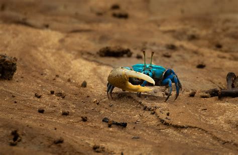 Surprising Animals in Mangroves