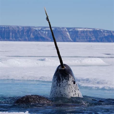 Narwhal Two Tusks