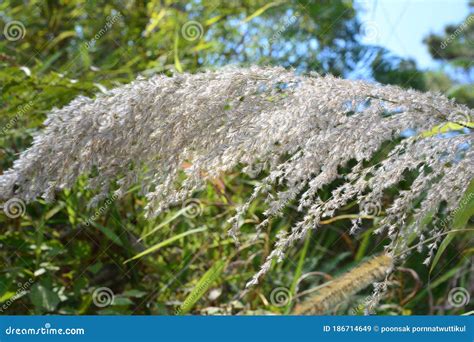 Saccharum Spontaneum or Kash Phool Stock Image - Image of fresh, bright ...