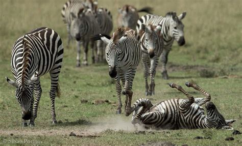 Tips for capturing great wildlife photography on an african safari ...