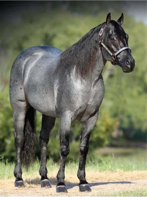 Blue roan | Horses, Beautiful horses, Horse breeds