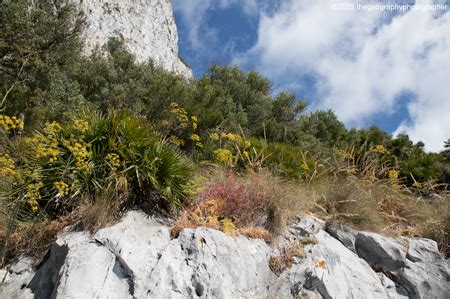 Mediterranean biome, sclerophyllous vegetation, photographs: more photo ...