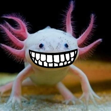 Do Axolotl Have Teeth - Fish Hue