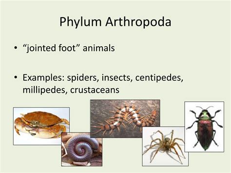 PPT - Phylum Arthropoda PowerPoint Presentation, free download - ID:2278249