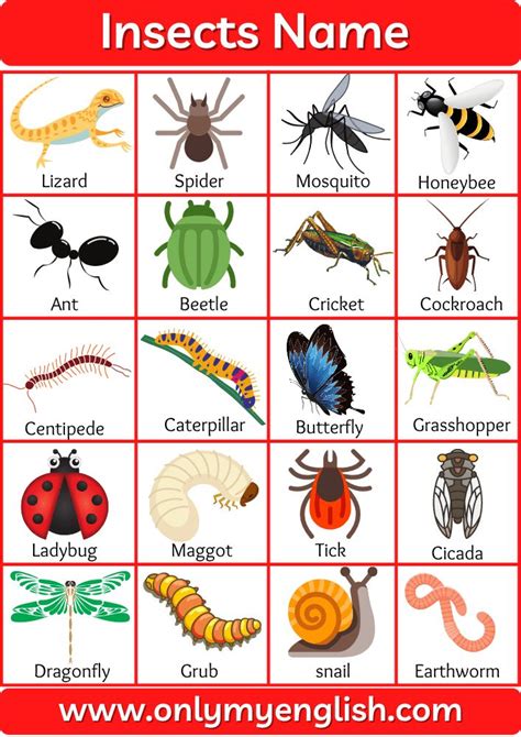 Insects Name: List of Insect Names In English with Pictures ...