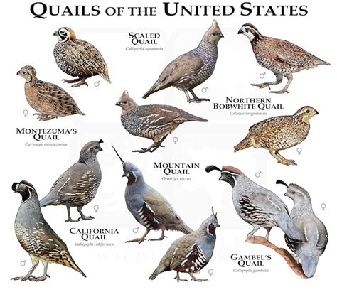 Quail of the United States Poster Print/field Guide - Etsy