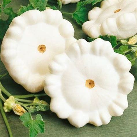 45+ Seeds, Summer Squash Early White Scallop (Cucurbita pepo) Seeds by ...