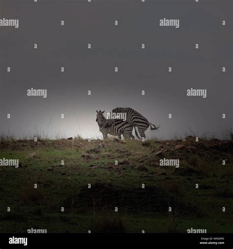 Zebra mating hi-res stock photography and images - Alamy