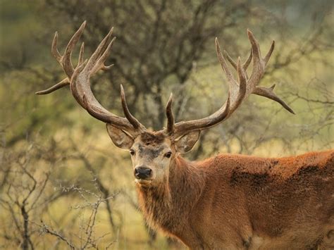 Red Deer – A guide to Irelands protected habitats & species