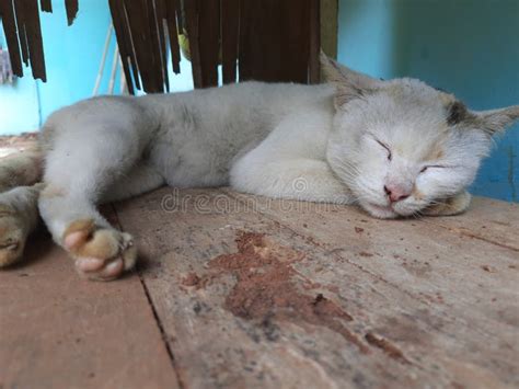 A Cat is Sleeping Under the Table Stock Image - Image of cute, sleeping ...