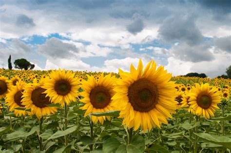 Sunflower Field Free Stock Photo - Public Domain Pictures