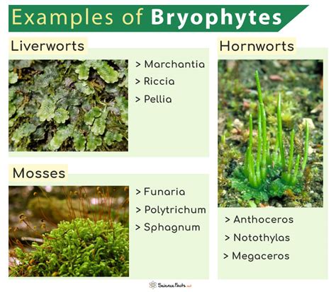 Bryophytes Mosses