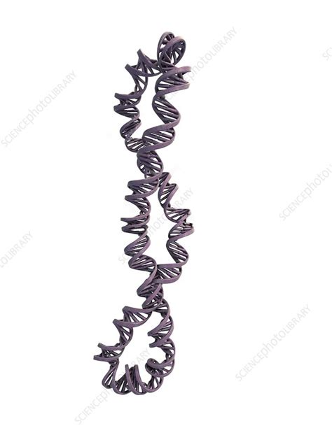 DNA supercoil, artwork - Stock Image - C014/7441 - Science Photo Library