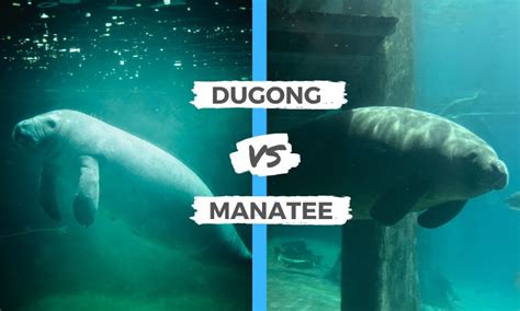 Dugong vs Manatee | What are the Differences?