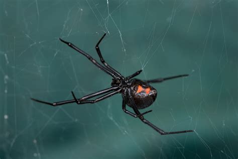 Black Widow Spiders - Economy Exterminators