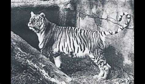 Bali tiger an extinct species to remember | Tigre de bali, Panthera ...