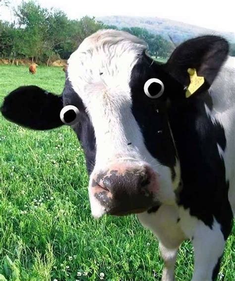 Cow Memes - Imgflip