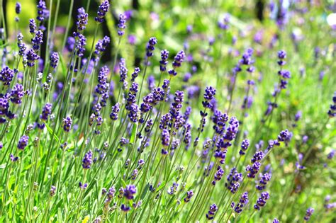 Common English Lavender Seeds - Honest Seed Co.