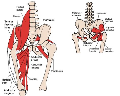 Rocky Mountain Spine and Sport Physical Therapy Blog: The Hip Muscles ...