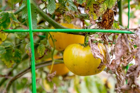 Tomato Blight: How to Identify, Prevent, and Treat