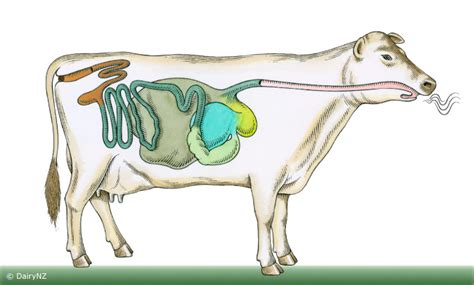 Ruminant Stomach Diagram | Quizlet