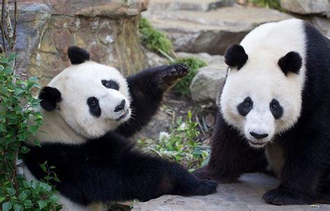 Giant Panda Fu Ni experiences pseudo labour Adelaide Zoo