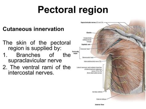 Anatomy of pectoral region | PPT