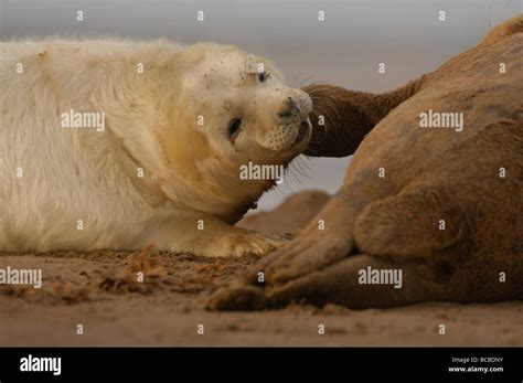 Grey Seal Halichoerus grypus pup being encouraged to suckle Lincs ...