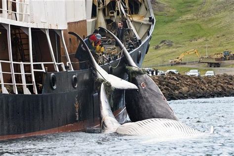 Commercial Whaling - Greenpeace USA