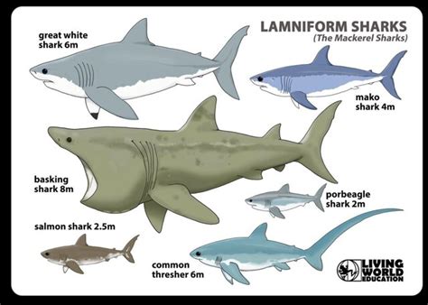 Shark Evolution timeline | Timetoast timelines