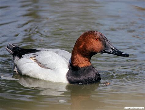 Identify Canvasback Duck - Wildfowl Photography.