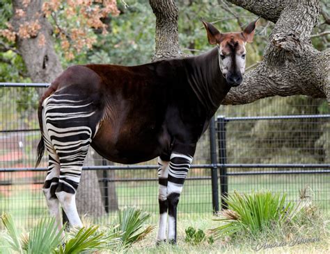 OKC Zoo Announces Birth Of A Rare, Endangered Okapi Calf - ZooBorns