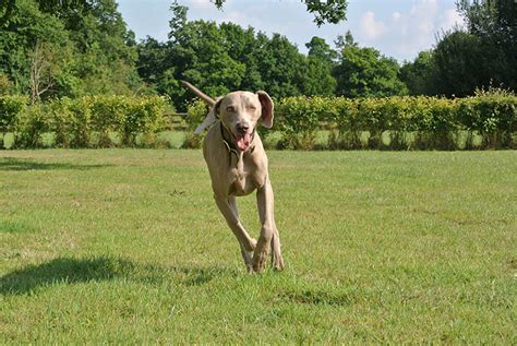 How to Train a Weimaraner: 10 Expert Tips & Common Mistakes – Dogster