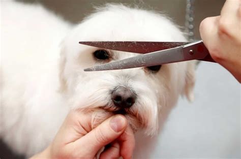 Bichon, Terrier and Yorkie Trims | Dog Grooming Tutorial