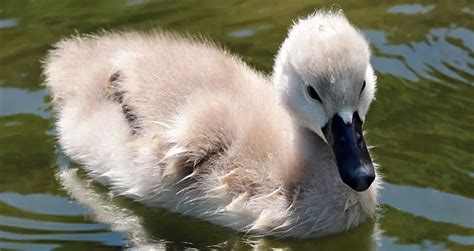 What Is A Baby Swan Called? + Facts & Pictures | Beyond The Treat