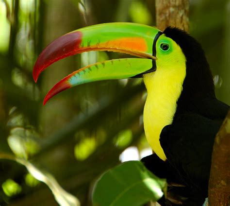 Keel-billed Toucan (Ramphastos sulfuratus) | View large on b… | Flickr