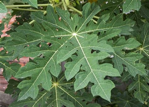 GC6ZY1Y Papaya (Traditional Cache) in Florida, United States created by ...