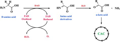 Reaction of oxidative deamination of D-amino acids. The amino acid ...