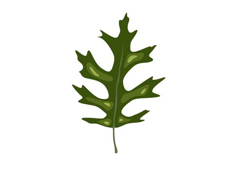 Pin Oak Leaf By Red Sugar Design | TheHungryJPEG