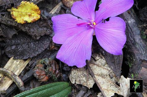 Flora and fauna in cloud forests never fail to delight! Reserva Natural ...