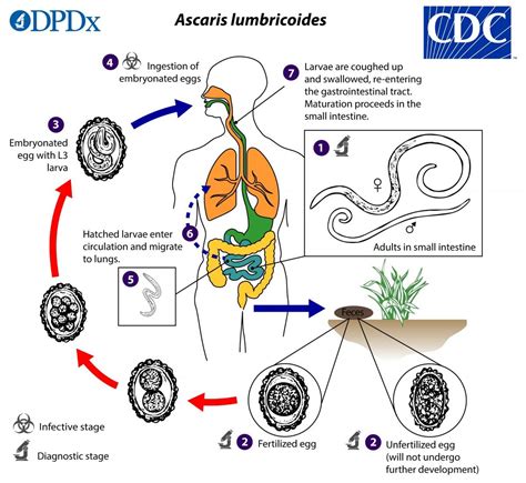 Anthelmintic drugs for treating ascariasis | Cochrane Infectious Diseases