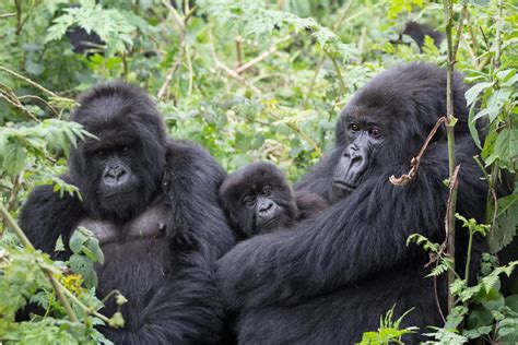 Gorilla Trekking in Uganda Vs Rwanda | African Safaris Guide