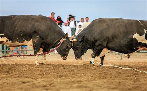 Bull fighting in Fujairah Photograph by Alexey Stiop - Pixels